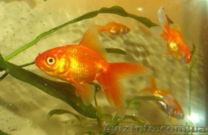Продам аквариумных золотых рыбок - <ro>Изображение</ro><ru>Изображение</ru> #1, <ru>Объявление</ru> #772678