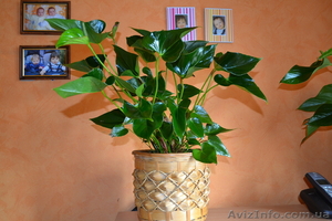 Продам свои комнатные растения  - <ro>Изображение</ro><ru>Изображение</ru> #1, <ru>Объявление</ru> #770498