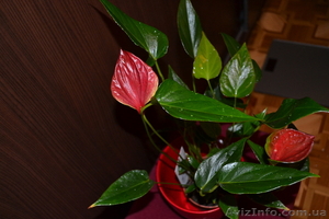 Продам Антуриум розово-красный остролистый - <ro>Изображение</ro><ru>Изображение</ru> #2, <ru>Объявление</ru> #770507