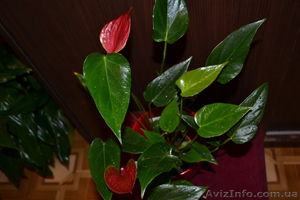 Продам Антуриум розово-красный остролистый - <ro>Изображение</ro><ru>Изображение</ru> #1, <ru>Объявление</ru> #770507