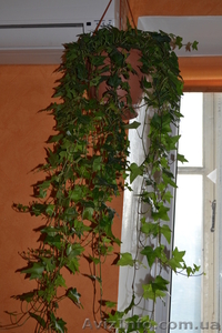 Продам свои комнатные растения  - <ro>Изображение</ro><ru>Изображение</ru> #2, <ru>Объявление</ru> #770498