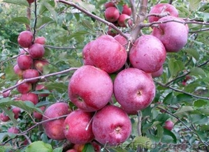 Продам саженцы яблони 2-х летние на подвое М9 - <ro>Изображение</ro><ru>Изображение</ru> #1, <ru>Объявление</ru> #766505
