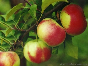 Продам саженцы яблони 2-х летние на подвое М9 - <ro>Изображение</ro><ru>Изображение</ru> #3, <ru>Объявление</ru> #766505