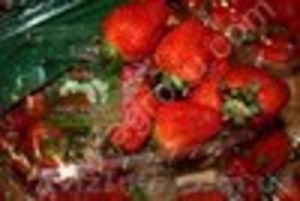 fruits and vegetables from Arab Group  - <ro>Изображение</ro><ru>Изображение</ru> #2, <ru>Объявление</ru> #792247