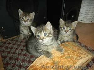 Очаровательные котята - <ro>Изображение</ro><ru>Изображение</ru> #5, <ru>Объявление</ru> #789509