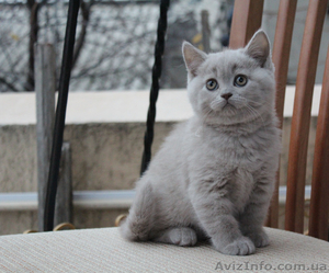 Британские котята лилового окраса - <ro>Изображение</ro><ru>Изображение</ru> #1, <ru>Объявление</ru> #805148