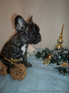 Щенок французского бульдога,  очень красивая девочка