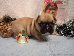 Маленькие французики,  мальчики и девочки