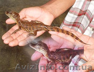 Продаются ручные крокодильчики - кайманы - <ro>Изображение</ro><ru>Изображение</ru> #1, <ru>Объявление</ru> #803238