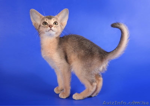 Абиссинские котята - американский тип - <ro>Изображение</ro><ru>Изображение</ru> #3, <ru>Объявление</ru> #816579