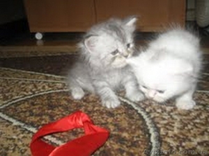 Продаются очень красивые персидскии котята 4мальчика и 2девочки - <ro>Изображение</ro><ru>Изображение</ru> #1, <ru>Объявление</ru> #816319