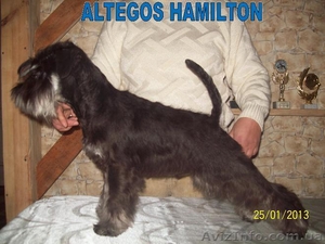 Щенки цвергшнауцера,  питомник