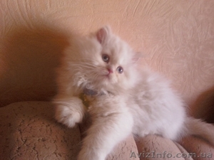 Продам персидских котят. - <ro>Изображение</ro><ru>Изображение</ru> #2, <ru>Объявление</ru> #33526