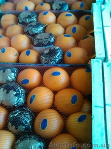 Апельсин-Мандарин Испания - <ro>Изображение</ro><ru>Изображение</ru> #1, <ru>Объявление</ru> #815705