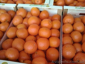 Апельсин-Мандарин Испания - <ro>Изображение</ro><ru>Изображение</ru> #2, <ru>Объявление</ru> #815705