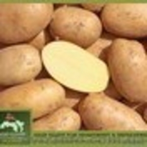 картофель, сорт Spunta - <ro>Изображение</ro><ru>Изображение</ru> #1, <ru>Объявление</ru> #823293
