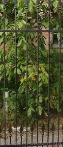 Забор металлический (секционный) - <ro>Изображение</ro><ru>Изображение</ru> #4, <ru>Объявление</ru> #832964