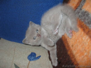 шотландские,лиловые котята с плюшевой шубкой - <ro>Изображение</ro><ru>Изображение</ru> #1, <ru>Объявление</ru> #834807
