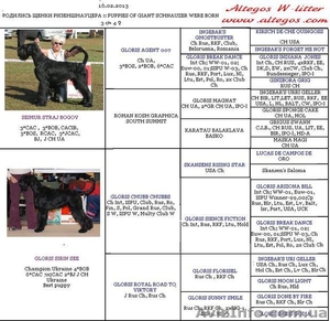 Щенки ризеншнауцера,  профессиональный питомник