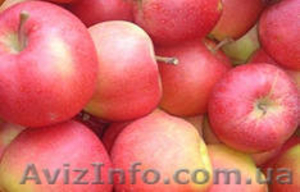 Предлагаем яблоко, яблоки производитель Польша. - <ro>Изображение</ro><ru>Изображение</ru> #1, <ru>Объявление</ru> #837897