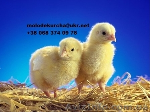 Продам суточных и подрощенных цыплят бройлеров Кобб-500!  - <ro>Изображение</ro><ru>Изображение</ru> #1, <ru>Объявление</ru> #854972