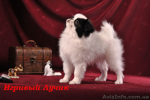 щенок японского хина, кобель - <ro>Изображение</ro><ru>Изображение</ru> #6, <ru>Объявление</ru> #338920