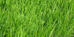 Искусственная трава для теннисных кортов и футбольных полей - <ro>Изображение</ro><ru>Изображение</ru> #5, <ru>Объявление</ru> #851759