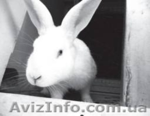 продам молодняк кроликов великанов - <ro>Изображение</ro><ru>Изображение</ru> #1, <ru>Объявление</ru> #855689