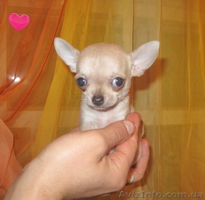 Девочка миничишечка