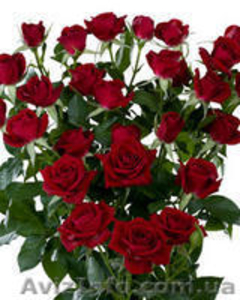 саженцы роз, кусты роз, посадочный материал для теплиц. - <ro>Изображение</ro><ru>Изображение</ru> #4, <ru>Объявление</ru> #871231