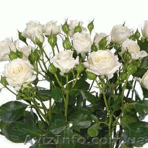 саженцы роз, кусты роз, посадочный материал для теплиц. - <ro>Изображение</ro><ru>Изображение</ru> #2, <ru>Объявление</ru> #871231