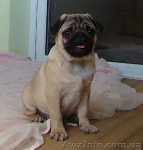 щенки мопсов из питомника Mauntain Spring