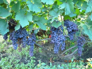 продам - саженцы винограда - <ro>Изображение</ro><ru>Изображение</ru> #10, <ru>Объявление</ru> #889780
