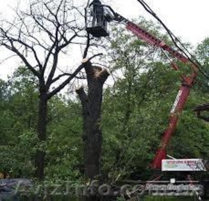 Обрезка деревьев спиливание деревьев - <ro>Изображение</ro><ru>Изображение</ru> #1, <ru>Объявление</ru> #877442