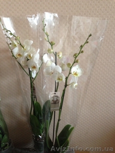 Продажа орхидей оптом и в розницу - <ro>Изображение</ro><ru>Изображение</ru> #2, <ru>Объявление</ru> #879531