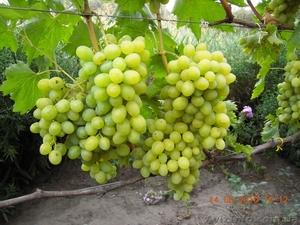 продам - саженцы винограда - <ro>Изображение</ro><ru>Изображение</ru> #6, <ru>Объявление</ru> #889780