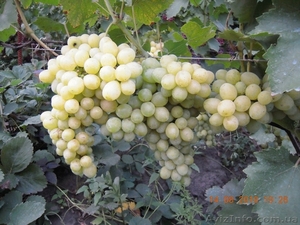 продам - саженцы винограда - <ro>Изображение</ro><ru>Изображение</ru> #5, <ru>Объявление</ru> #889780