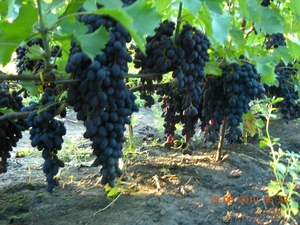 продам - саженцы винограда - <ro>Изображение</ro><ru>Изображение</ru> #4, <ru>Объявление</ru> #889780