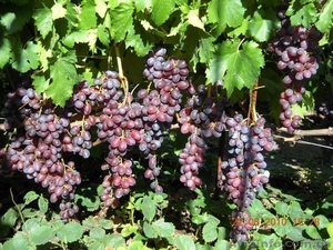 продам - саженцы винограда - <ro>Изображение</ro><ru>Изображение</ru> #7, <ru>Объявление</ru> #889780