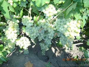 продам - саженцы винограда - <ro>Изображение</ro><ru>Изображение</ru> #8, <ru>Объявление</ru> #889780