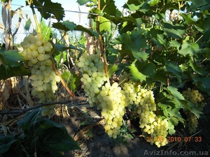 продам - саженцы винограда - <ro>Изображение</ro><ru>Изображение</ru> #9, <ru>Объявление</ru> #889780