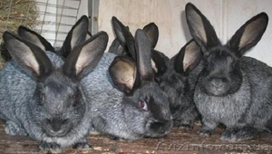 Продаю кроликов породы серебристый - <ro>Изображение</ro><ru>Изображение</ru> #1, <ru>Объявление</ru> #886330