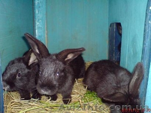Продаю кроликов породы серебристый - <ro>Изображение</ro><ru>Изображение</ru> #4, <ru>Объявление</ru> #886330