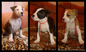  Продаются щенки  Cтаффордширского  терьера