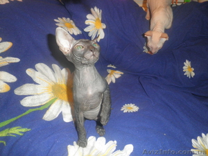 Донской сфинкс-котята - <ro>Изображение</ro><ru>Изображение</ru> #1, <ru>Объявление</ru> #873978