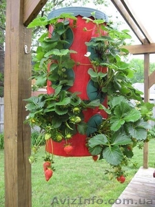 Выращивание клубники в контейнерах Strawberry Planter - <ro>Изображение</ro><ru>Изображение</ru> #1, <ru>Объявление</ru> #904969