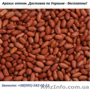  Кедровый орех оптом по Украине - <ro>Изображение</ro><ru>Изображение</ru> #1, <ru>Объявление</ru> #903979