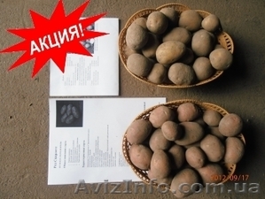 Акция на картофель