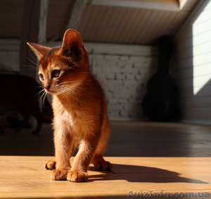 Абиссинские котята дикого окраса - <ro>Изображение</ro><ru>Изображение</ru> #3, <ru>Объявление</ru> #898884