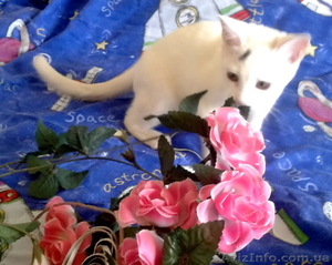 Котенок ищет самых лучших хозяев! Бесплатно. Метис Абиссинской кошки. Домашний. - <ro>Изображение</ro><ru>Изображение</ru> #1, <ru>Объявление</ru> #920416
